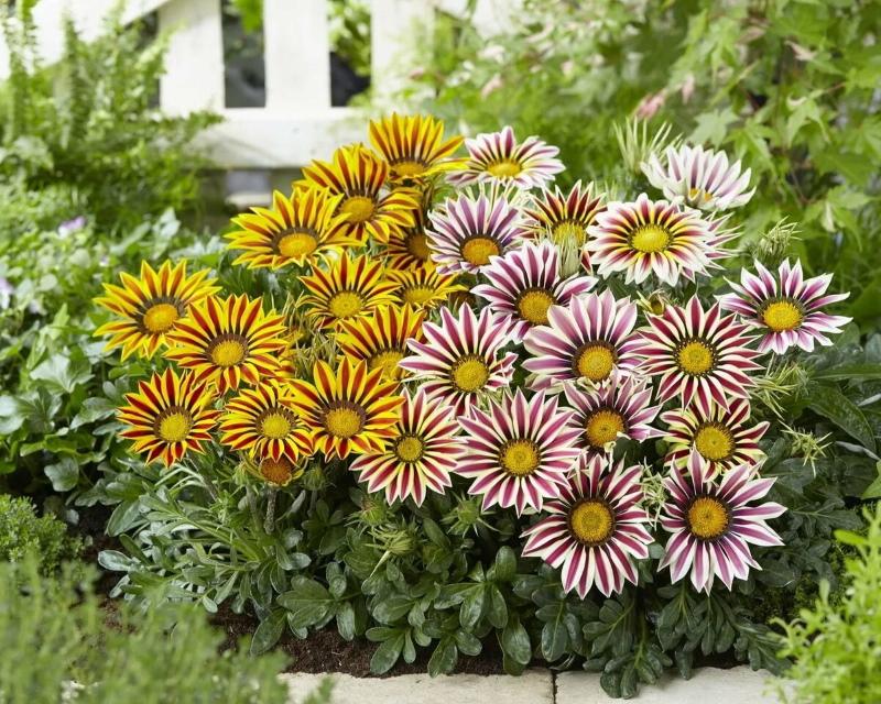 gazania