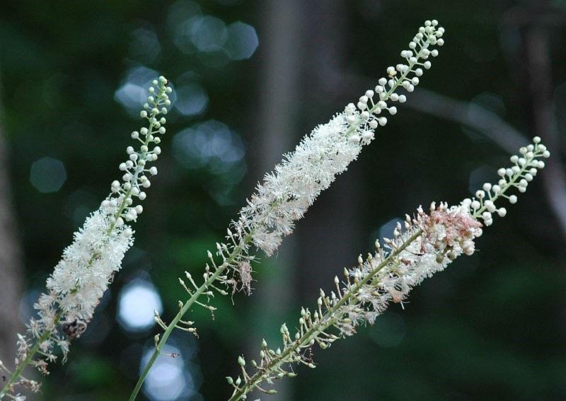 delikate blomsterstander av svart cohosh