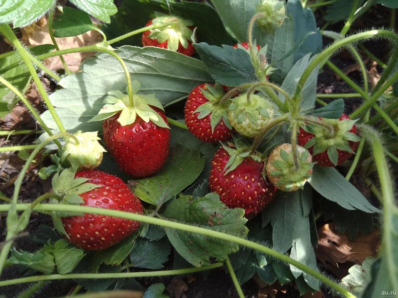 hybryda uzyskana przez skrzyżowanie truskawek Markee i Sieger