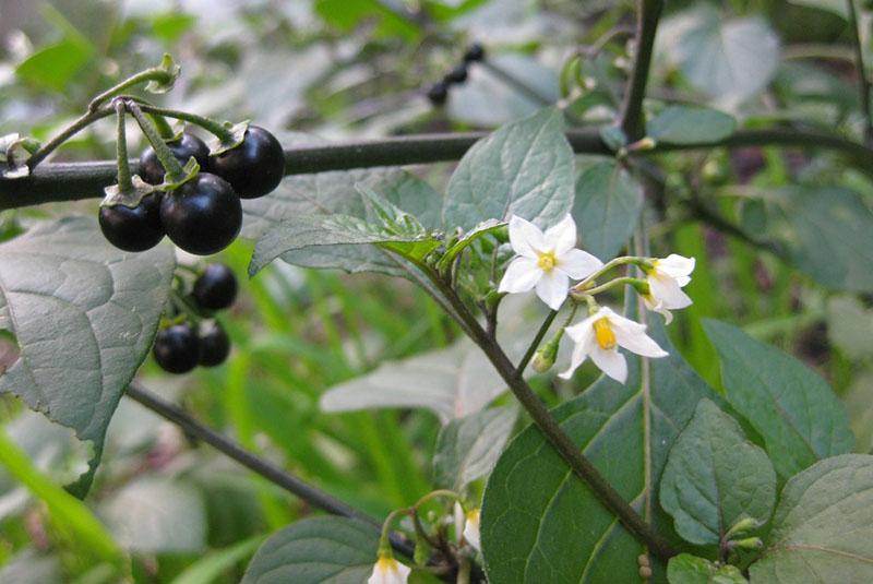 blomstrende solbær