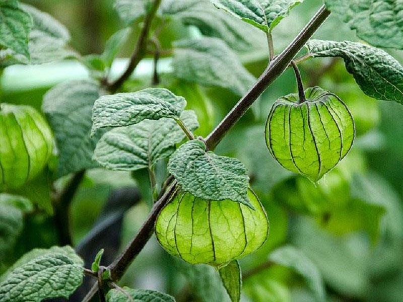 zelenina physalis