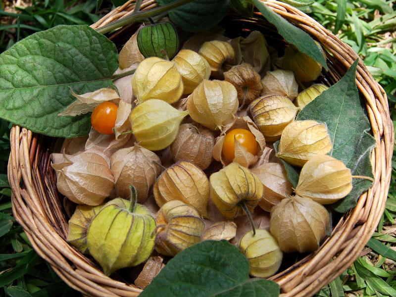 zralý physalis pro mezery