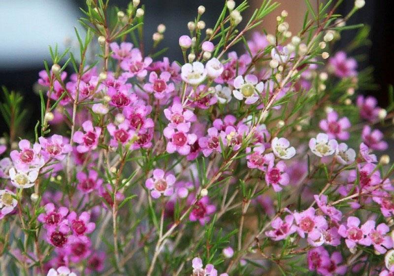 frodig blomst av chamelacium