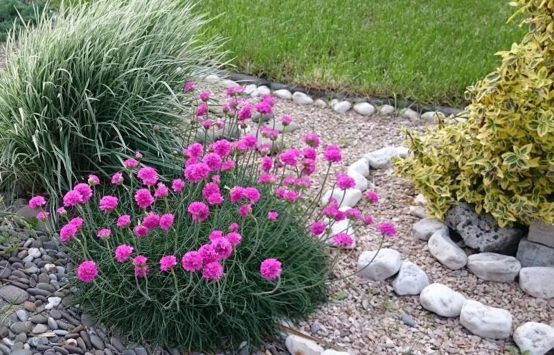 Armeria Seaside zdjęcia lądowania i opieki