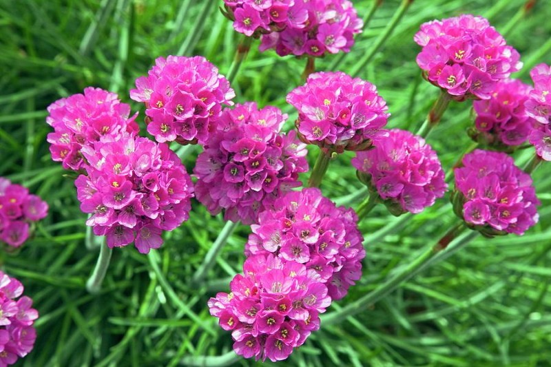 kwiatostany armeria