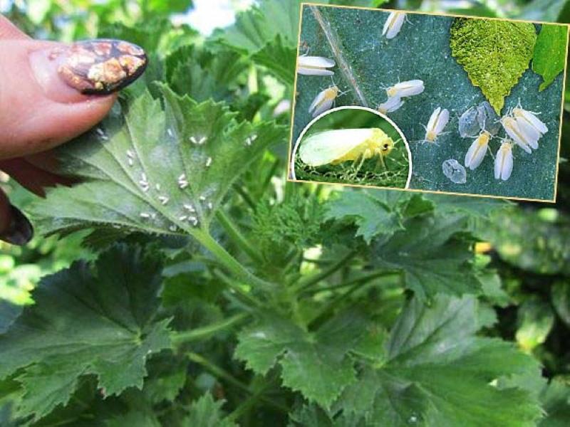 geranium mączlika