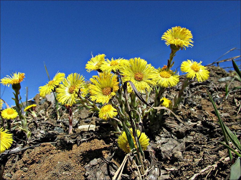 Latinsk navn på blomsten Tussilago