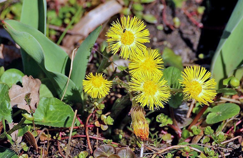 blomstrende mor-og-stemor