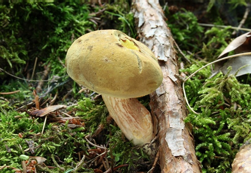 soppsvinghjul foto og beskrivelse av falske arter grønt svinghjul