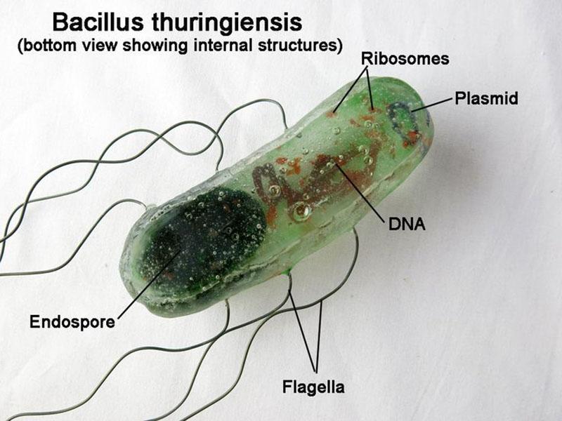 stanice bakterija III serotipa Bacillus thuringiensis var. kurstaki