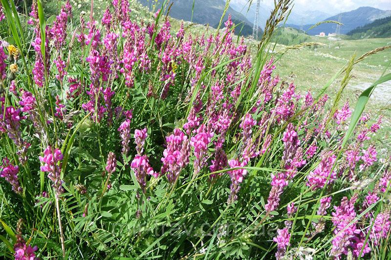 sainfoin honningplante blomstrer