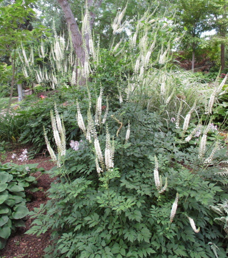 czarny cohosh