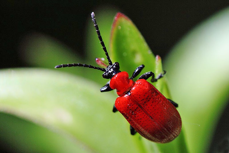 ลิลลี่กินด้วงแดงสั่น