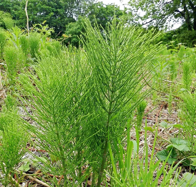 vegetative skudd av hestehal