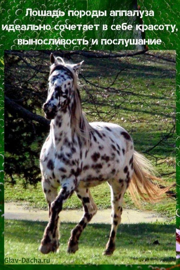 Appaloosa hest