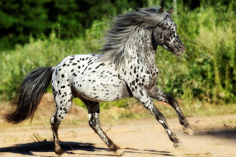 appaloosa สายพันธุ์ม้าที่ผิดปกติ