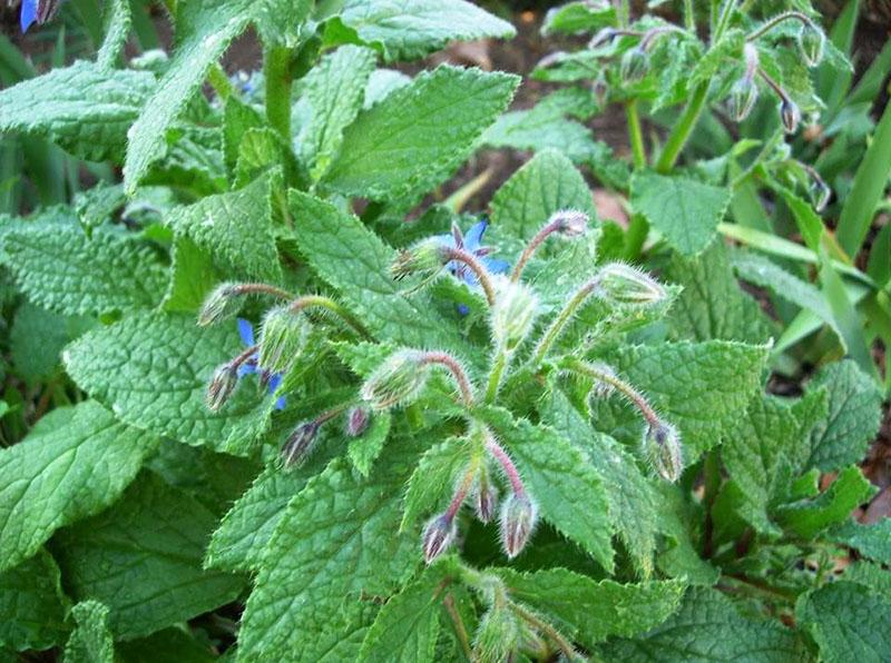 aromatická rostlina borago