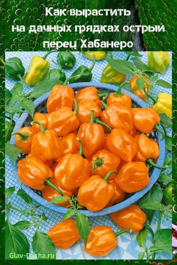 horký habanero pepř