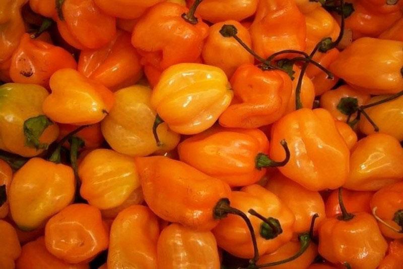 owoce papryki habanero