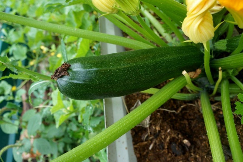 squash zucchini mørk grønn