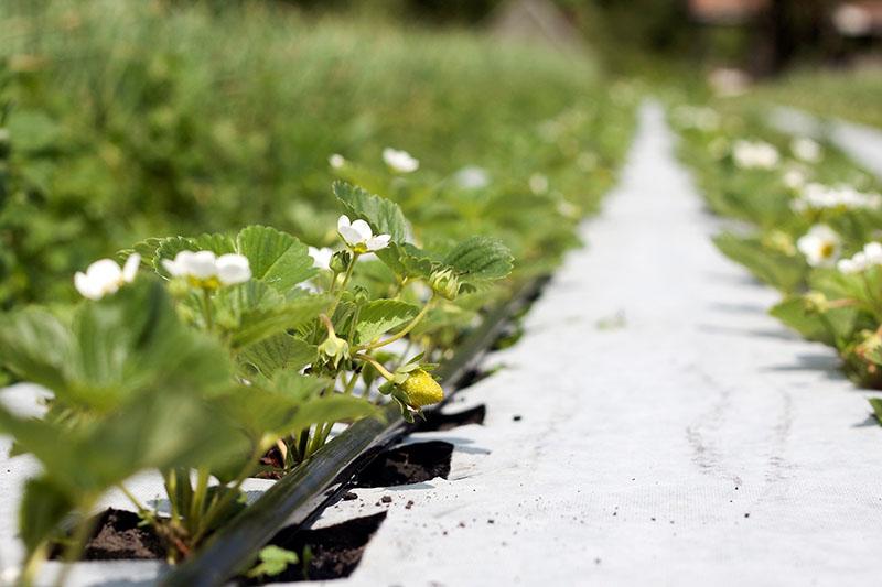 vlastnosti použití agrofibru