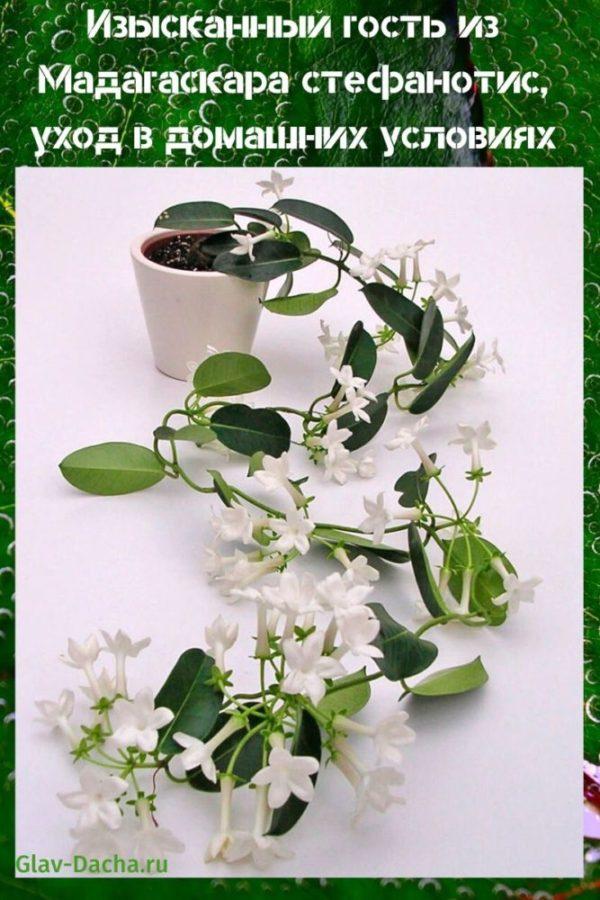 kućna njega stephanotis