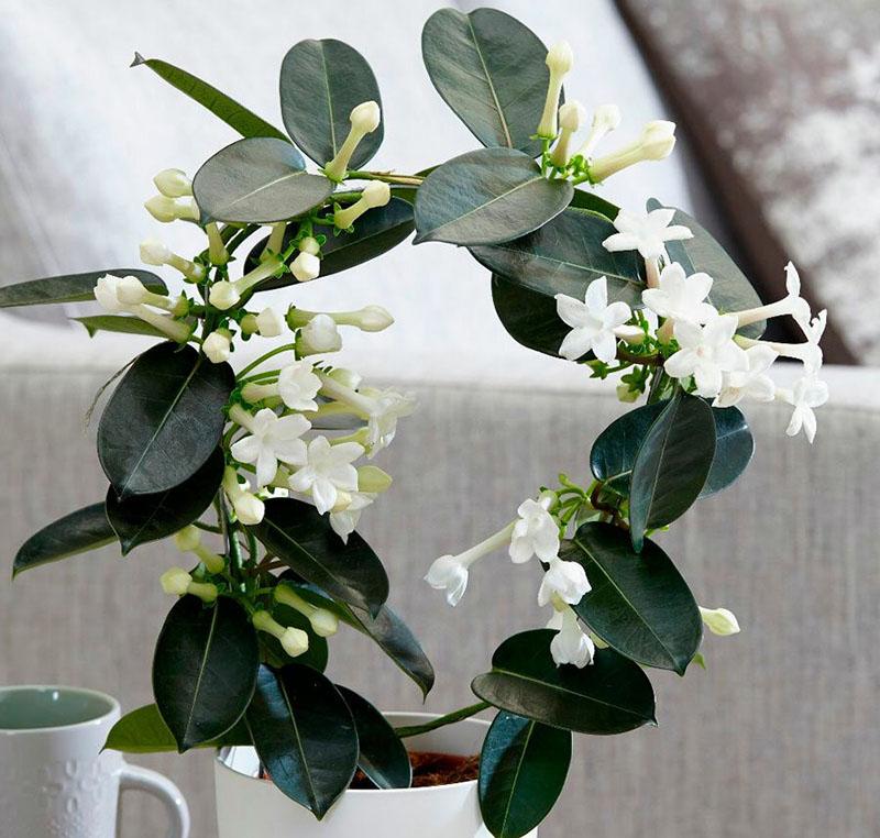 stephanotis kwitnie