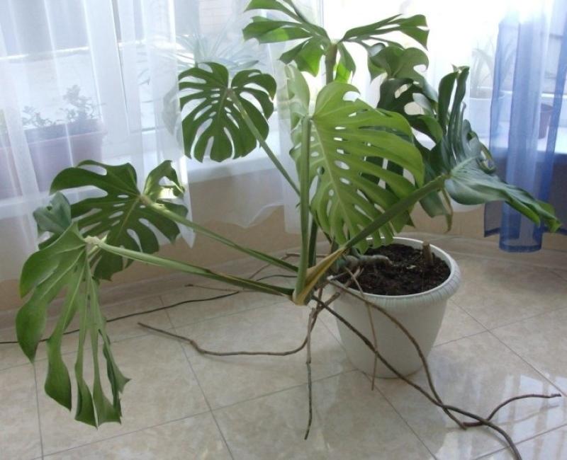 forhold for å holde monstera