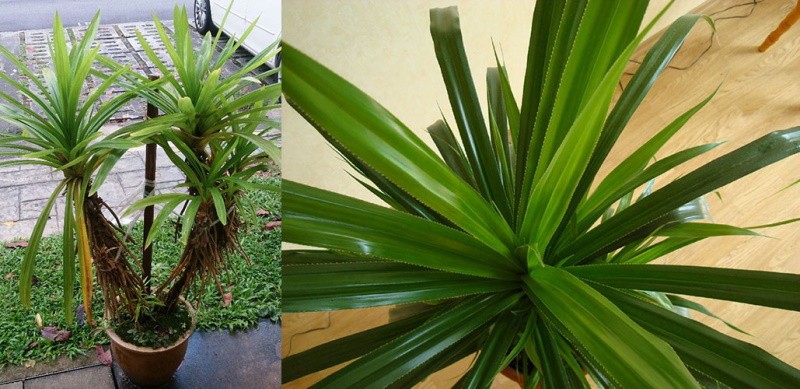 palmový pandanus