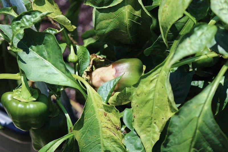 pepperblader visner næringsmangel