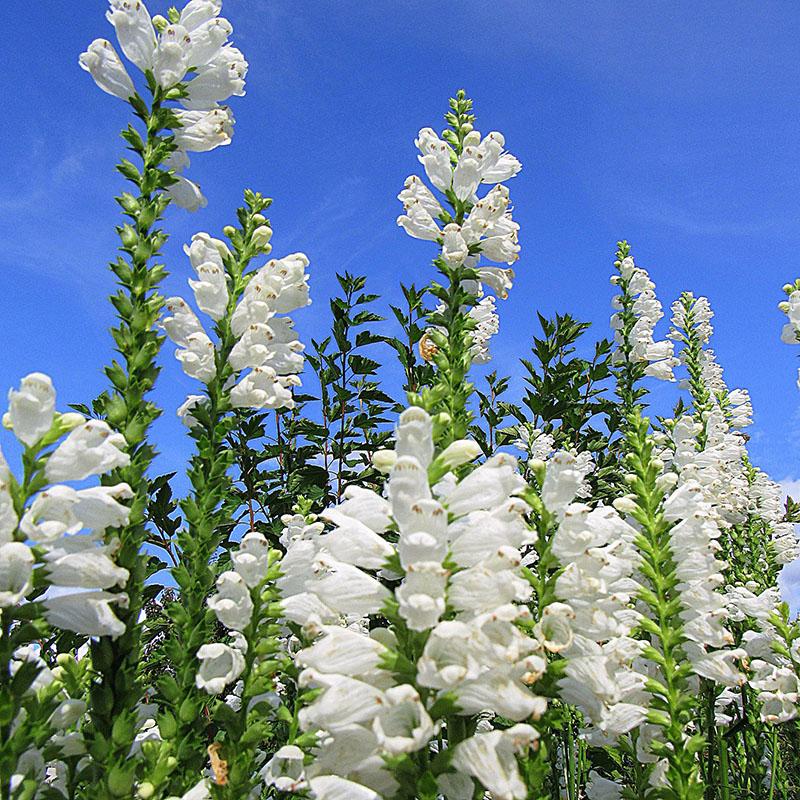 การออกดอกอันเขียวชอุ่มของ physostegia