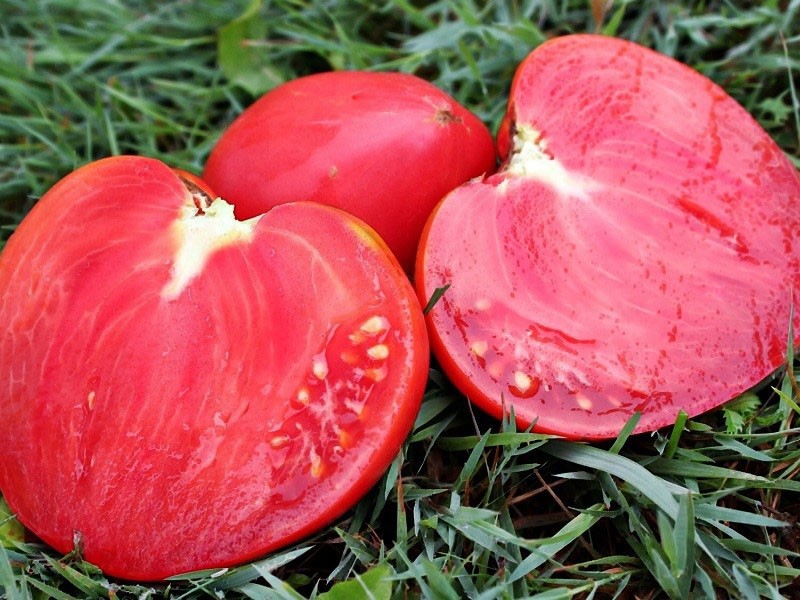 cutaway tomato Cardinal