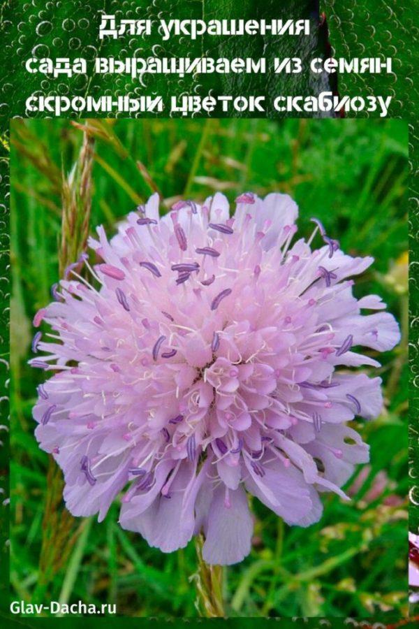 rostoucí scabiosa ze semen