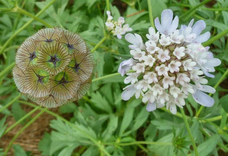 biologické vlastnosti scabiosy