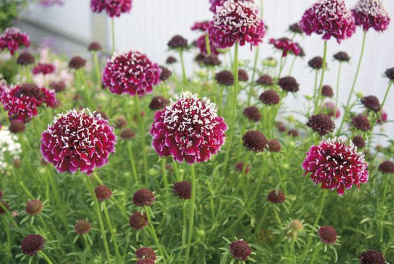 krásná scabiosa v zahradě