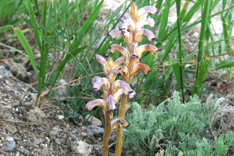 vlastnosti slunečnicového broomrape