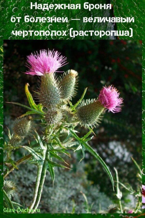 thistle นม