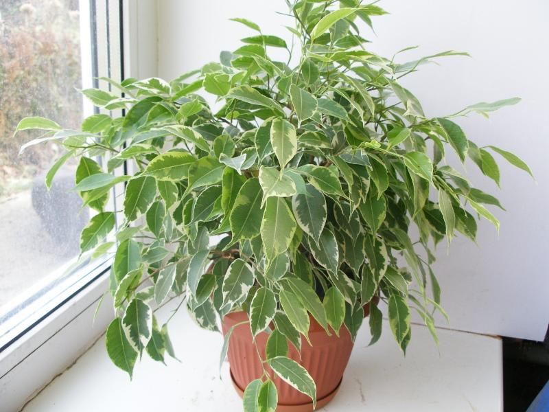 ficus kinki opieka domowa