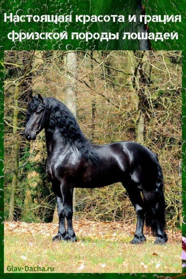 ม้าพันธุ์ Friesian