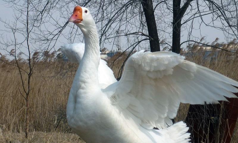 husa linda popis plemene foto