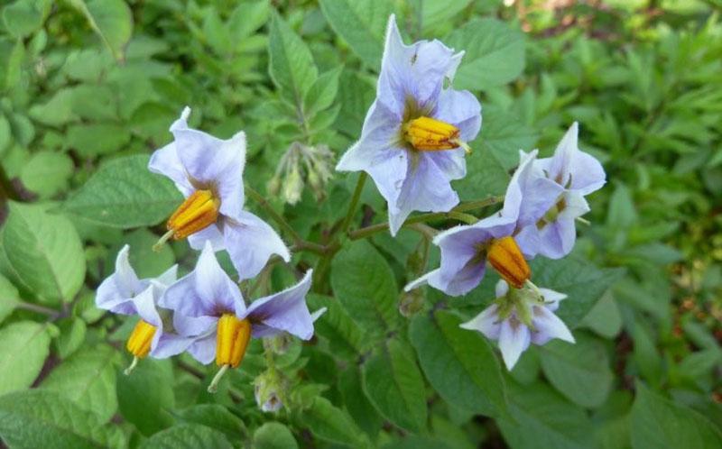 blomstrende poteter blå