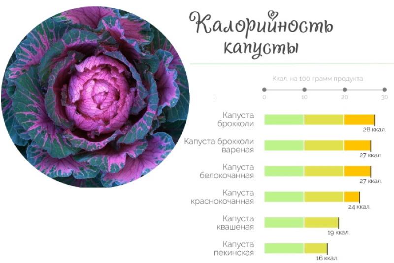 zawartość kalorii w czerwonej kapuście