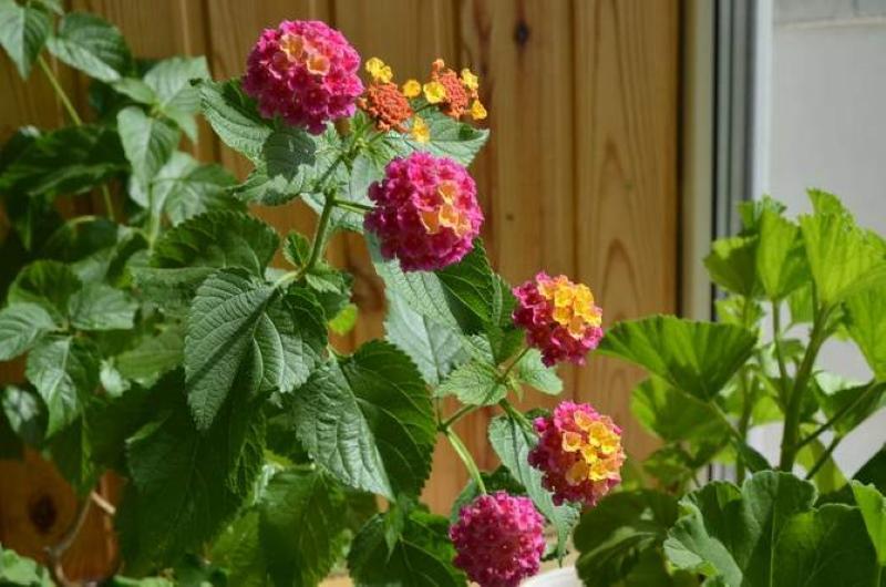 opieka domowa lantana