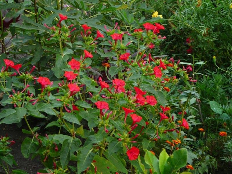 Mirabilis night beauty