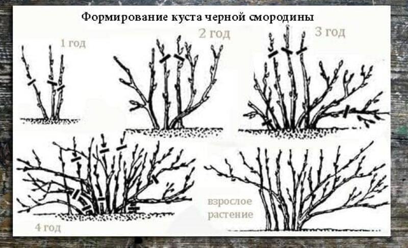 kształtowanie przycinania porzeczek