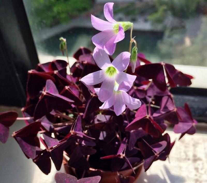 kvetoucí oxalis