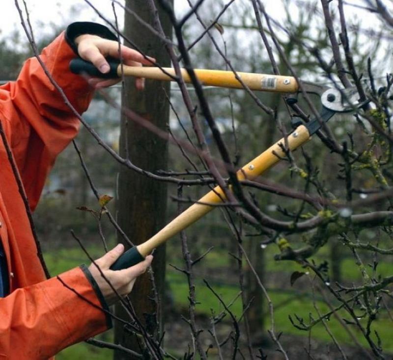 načasování podzimního zahradního prořezávání