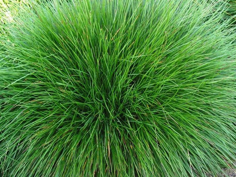 fescue สีแดงที่กำลังเติบโต