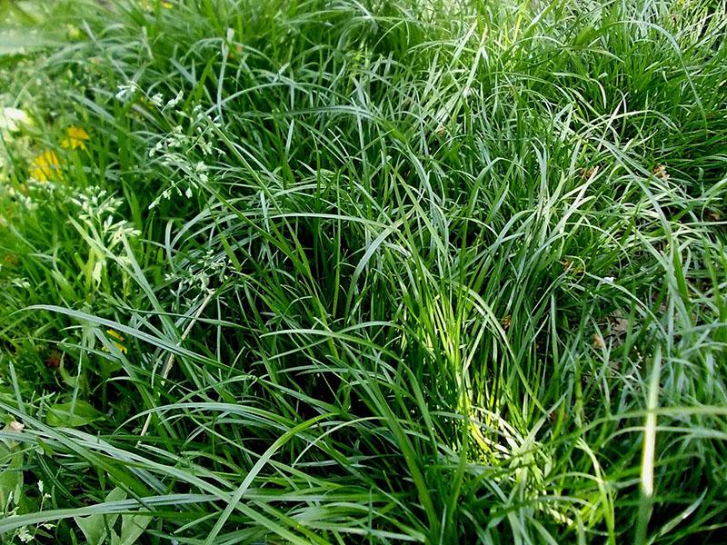 คุณสมบัติของทุ่งหญ้า fescue