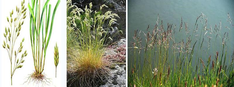 โครงสร้างของทุ่งหญ้า fescue